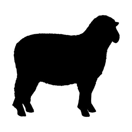 Sheep Iron on Transfer